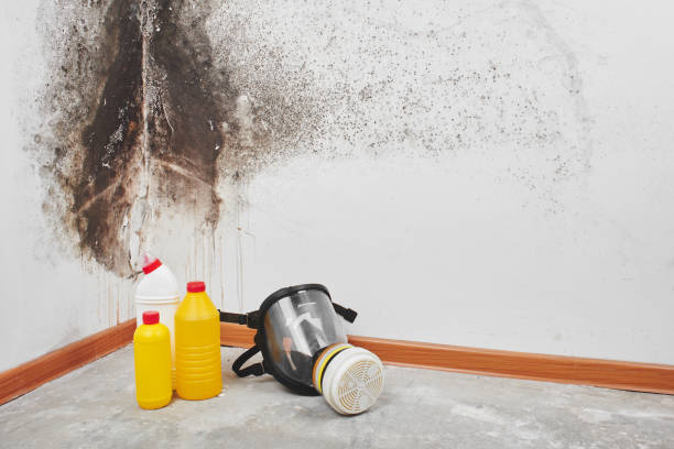 Best Mold Remediation  in Eslon, CA