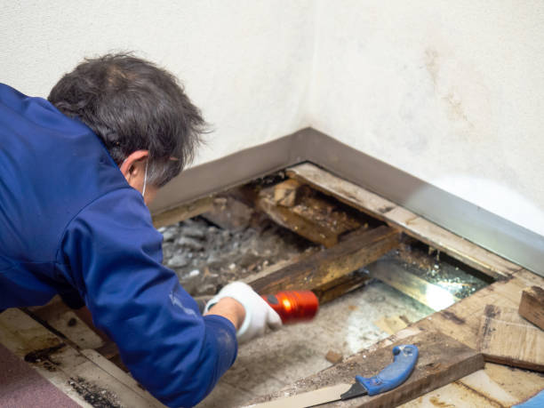 Best Emergency Mold Removal  in Eslon, CA