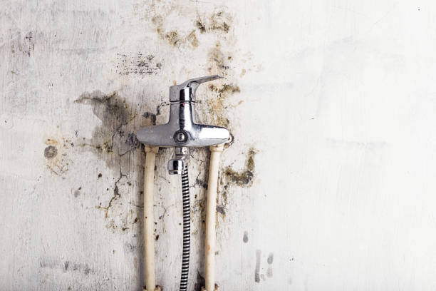Best Toxic Mold Removal  in Eslon, CA