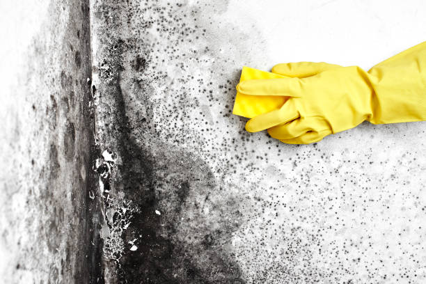 Best Mold Remediation Services  in Eslon, CA