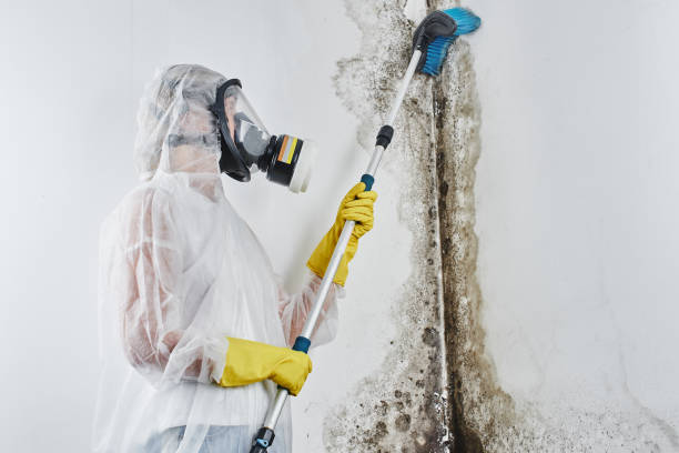 Best Residential Mold Removal  in Eslon, CA