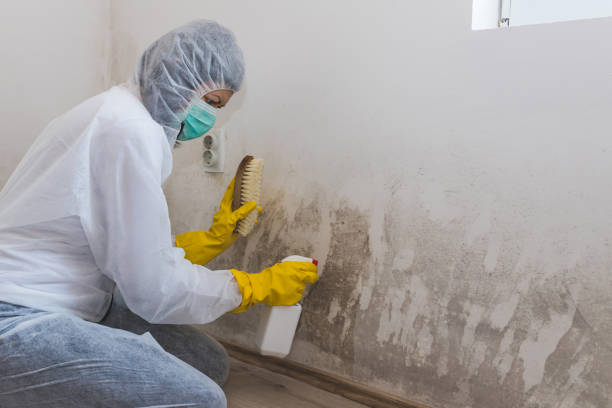 Best Crawl Space Mold Removal  in Eslon, CA