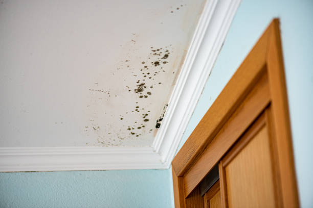 Best Office Mold Removal Services  in Eslon, CA