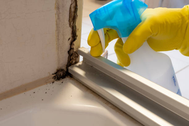 Best Same-Day Mold Removal  in Eslon, CA
