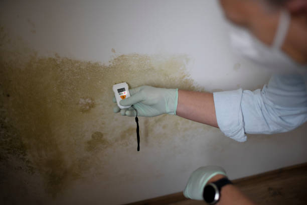 Best Certified Mold Removal  in Eslon, CA