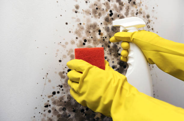 Best Mold Damage Repair  in Eslon, CA