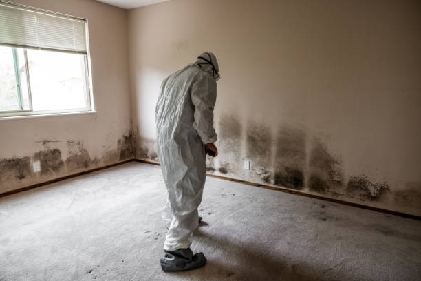 Best Emergency Mold Removal  in Eslon, CA