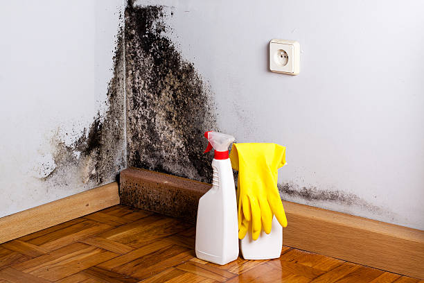 Best Fast Mold Removal  in Eslon, CA