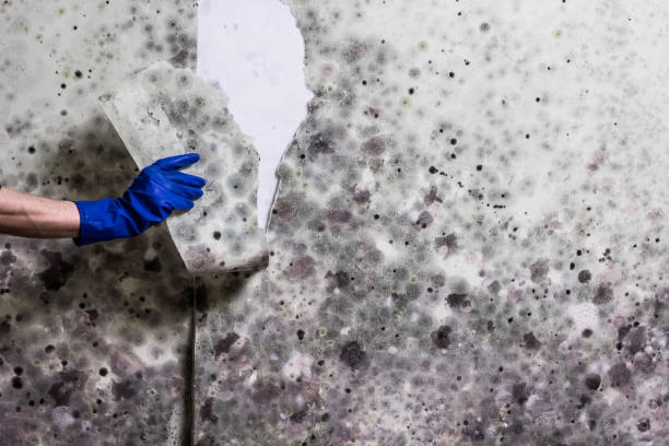 Best Mold Remediation Experts  in Eslon, CA
