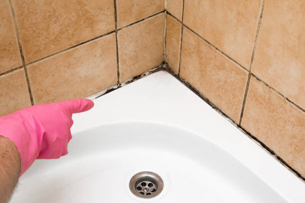 Best Mold Remediation  in Eslon, CA
