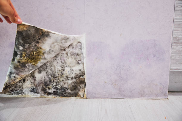 Best Local Mold Removal Service  in Eslon, CA